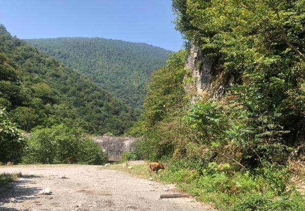 Cows wandering along a sand road between green areas.