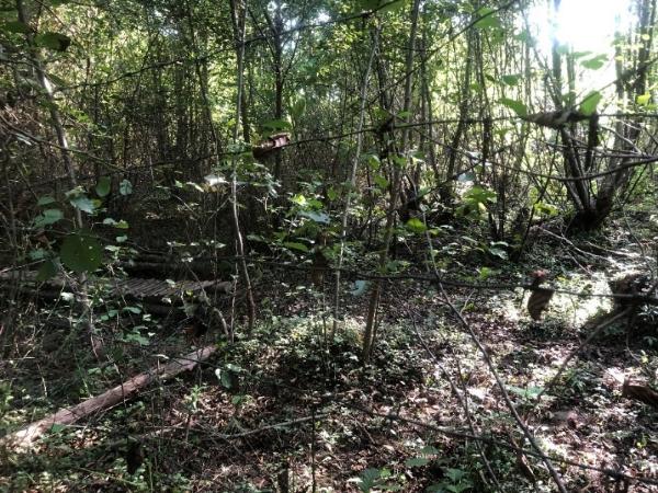 Barbed wire passing through a forest.
