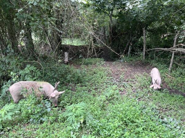 Two pigs feeding in a grassed area between trees.