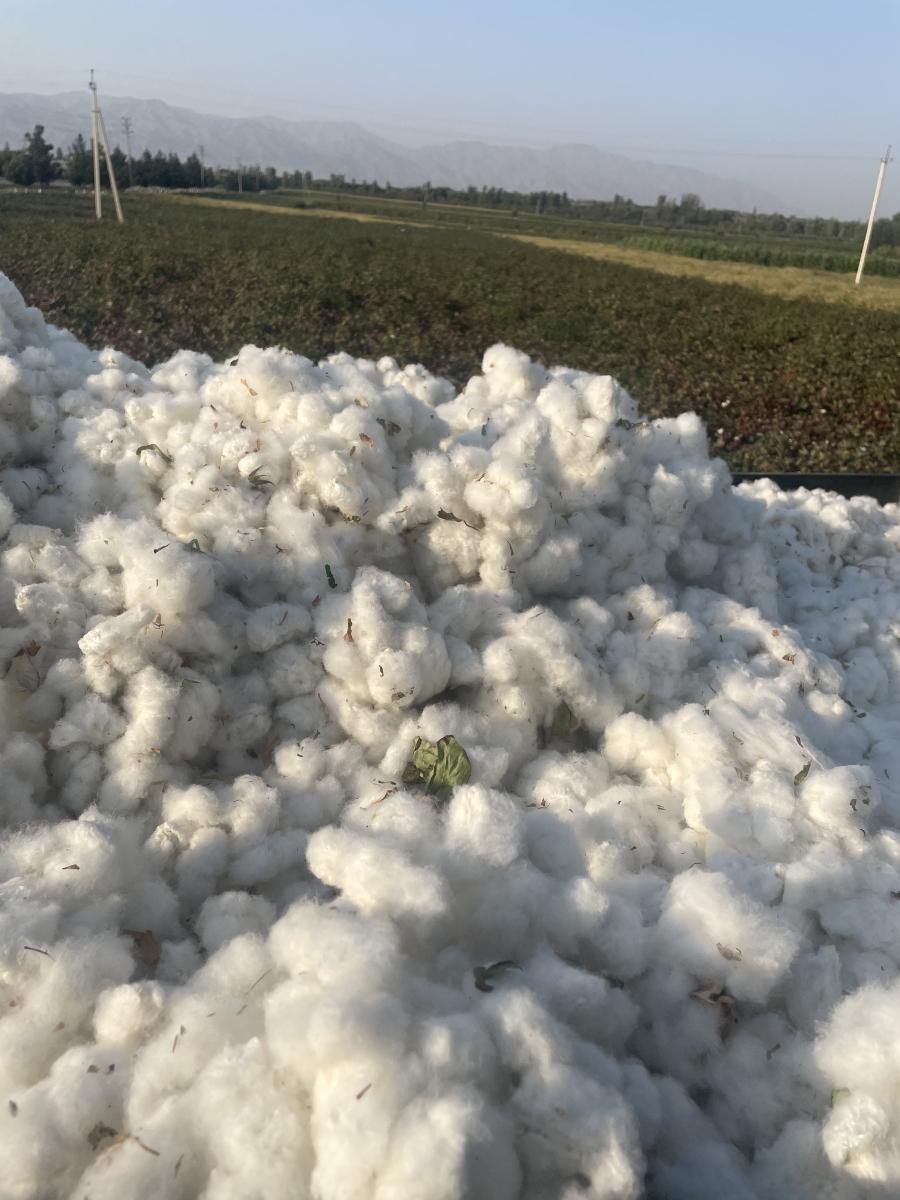 Cotton growing in the field.