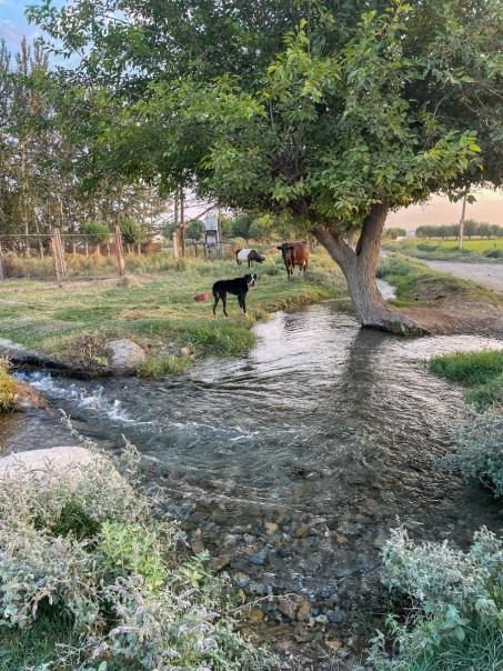 Water stream in a field with two cows, dog and a tree.
